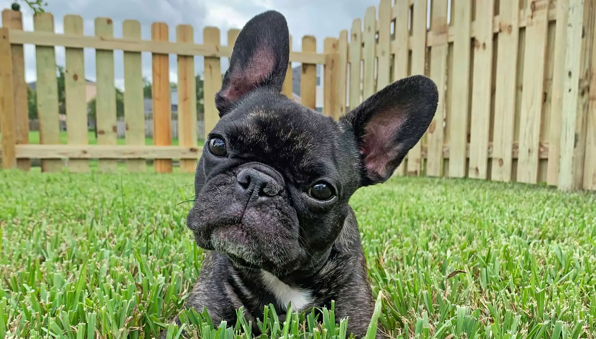 5 Things to Consider When Looking for an Altamonte Springs Fence Company