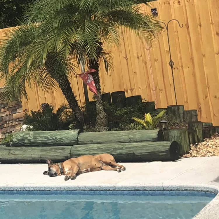 The Cost to Hire a Bedford Fence Company