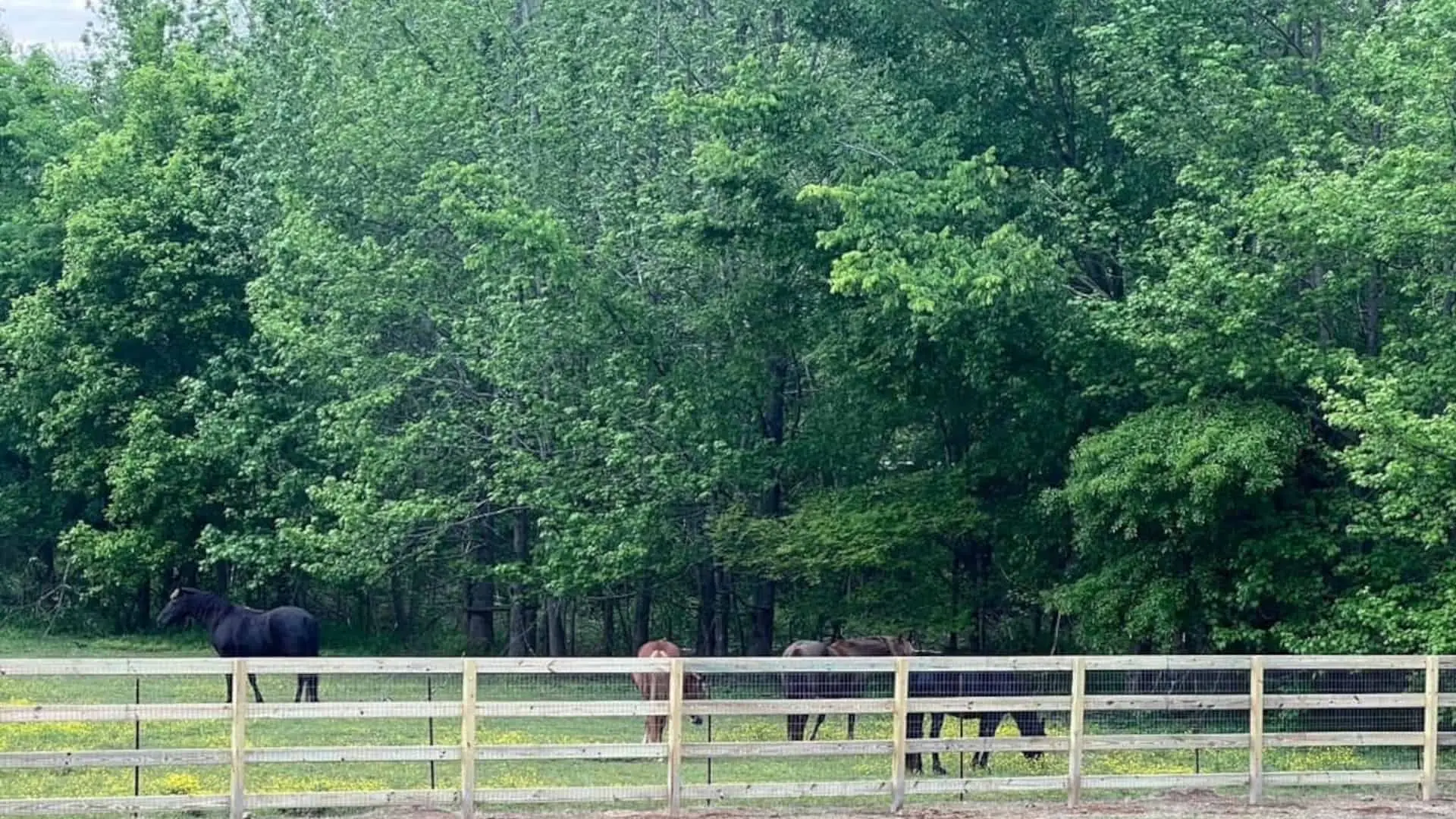 Unique Wire Fence Ideas for Your Landscape