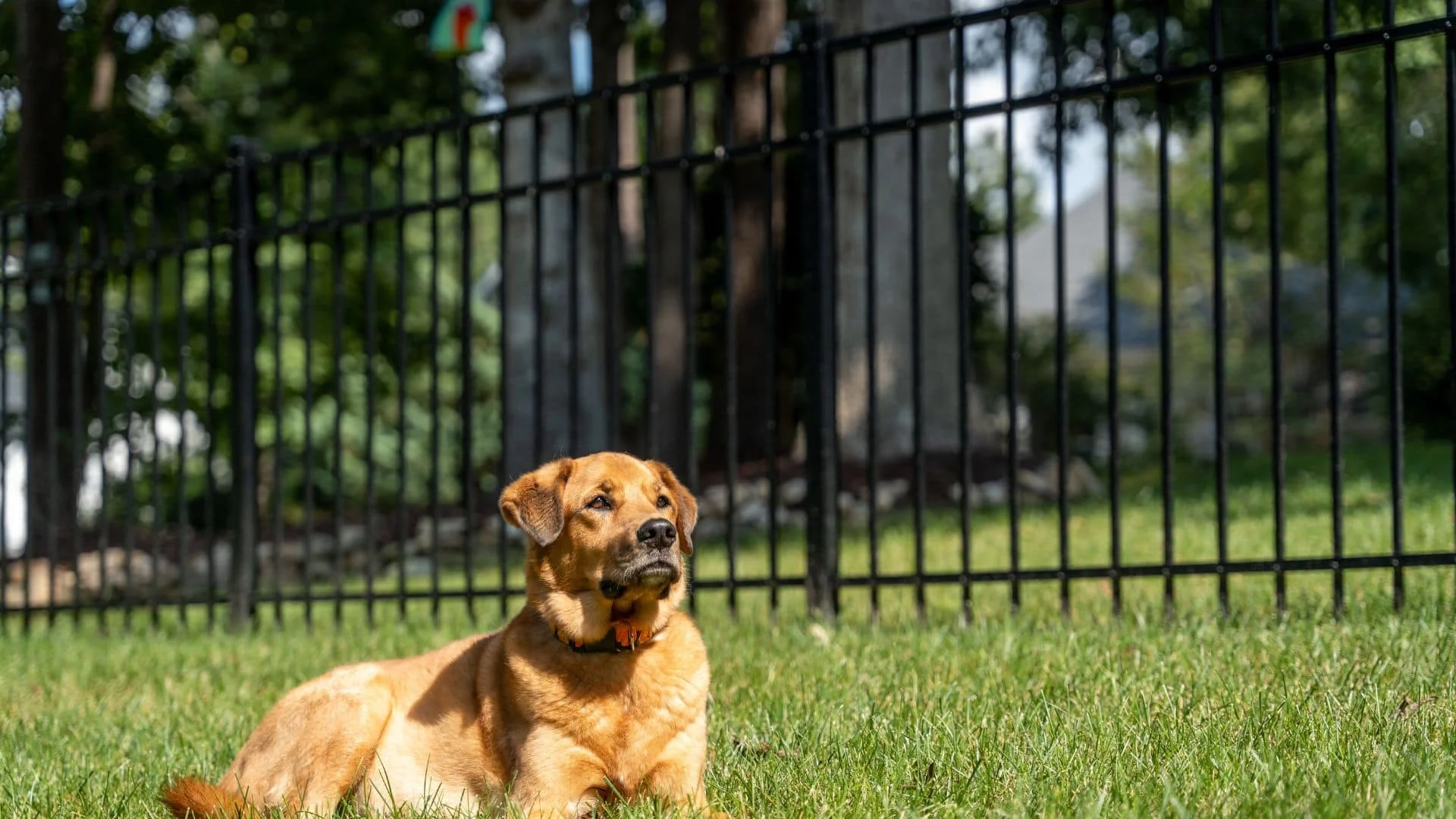 Considerations for choosing a dog fence
