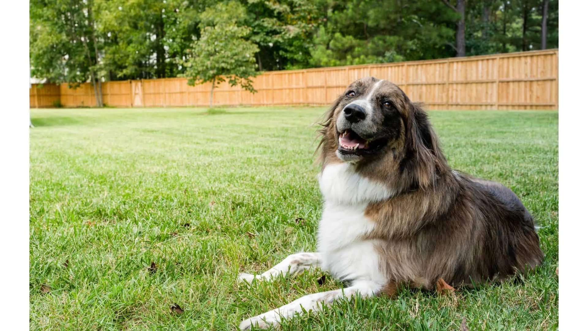 Learn More About Superior Fence &#038; Rail’s Dog Fence Designs