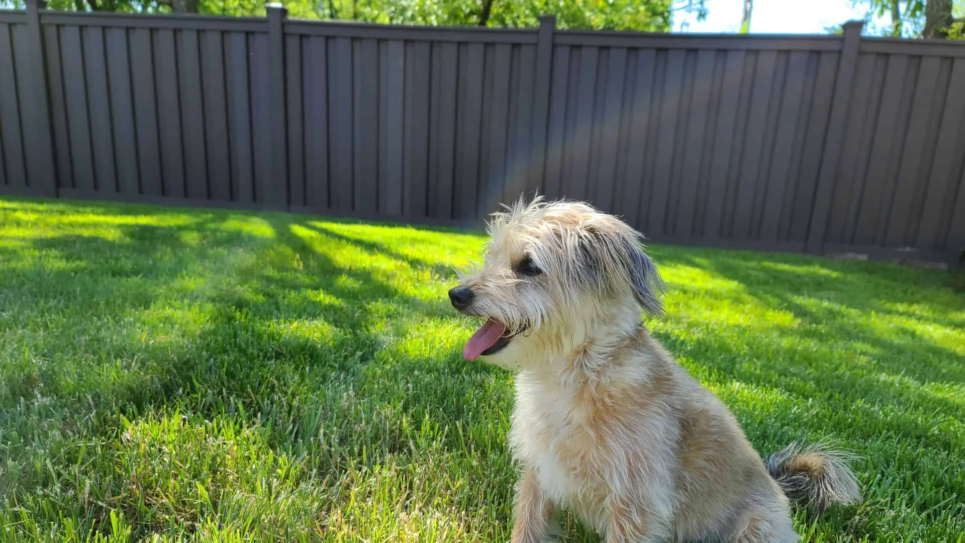 Why You Should Work With The Best Spring Lake Fence Builder For Your Dog Fence Project