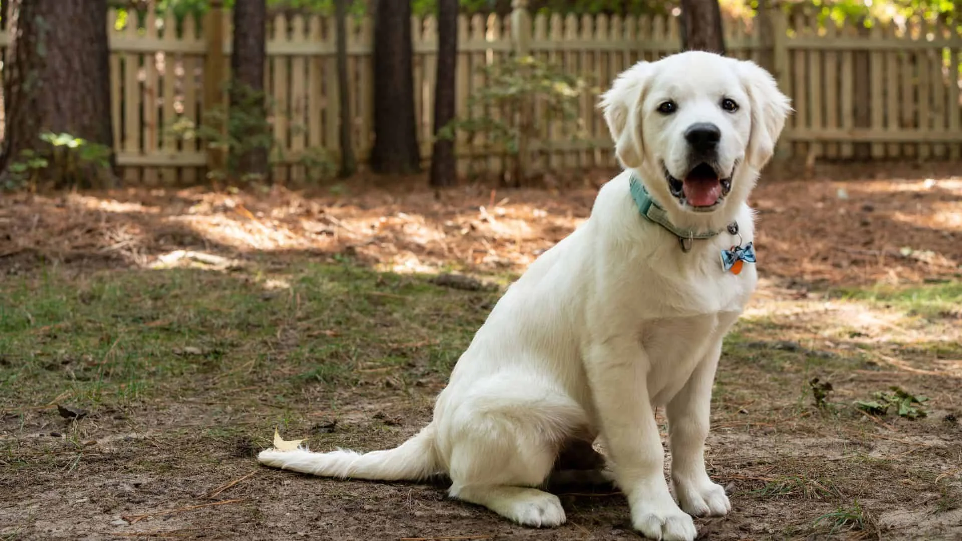 dog fences you can afford