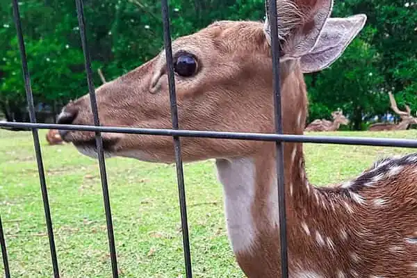 Deer Fence Installation