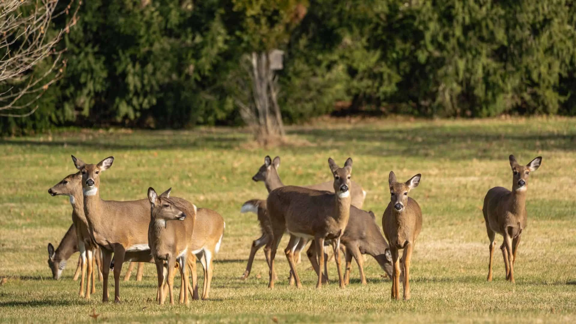 Vegetable garden fence options