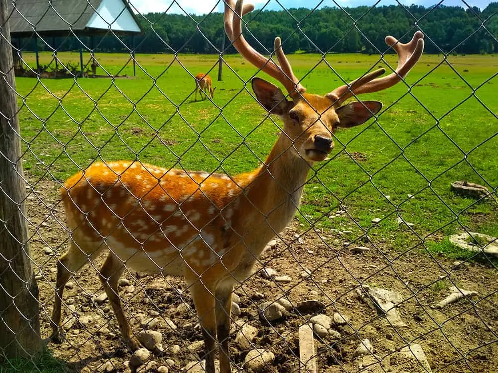 Deer Fencing 2
