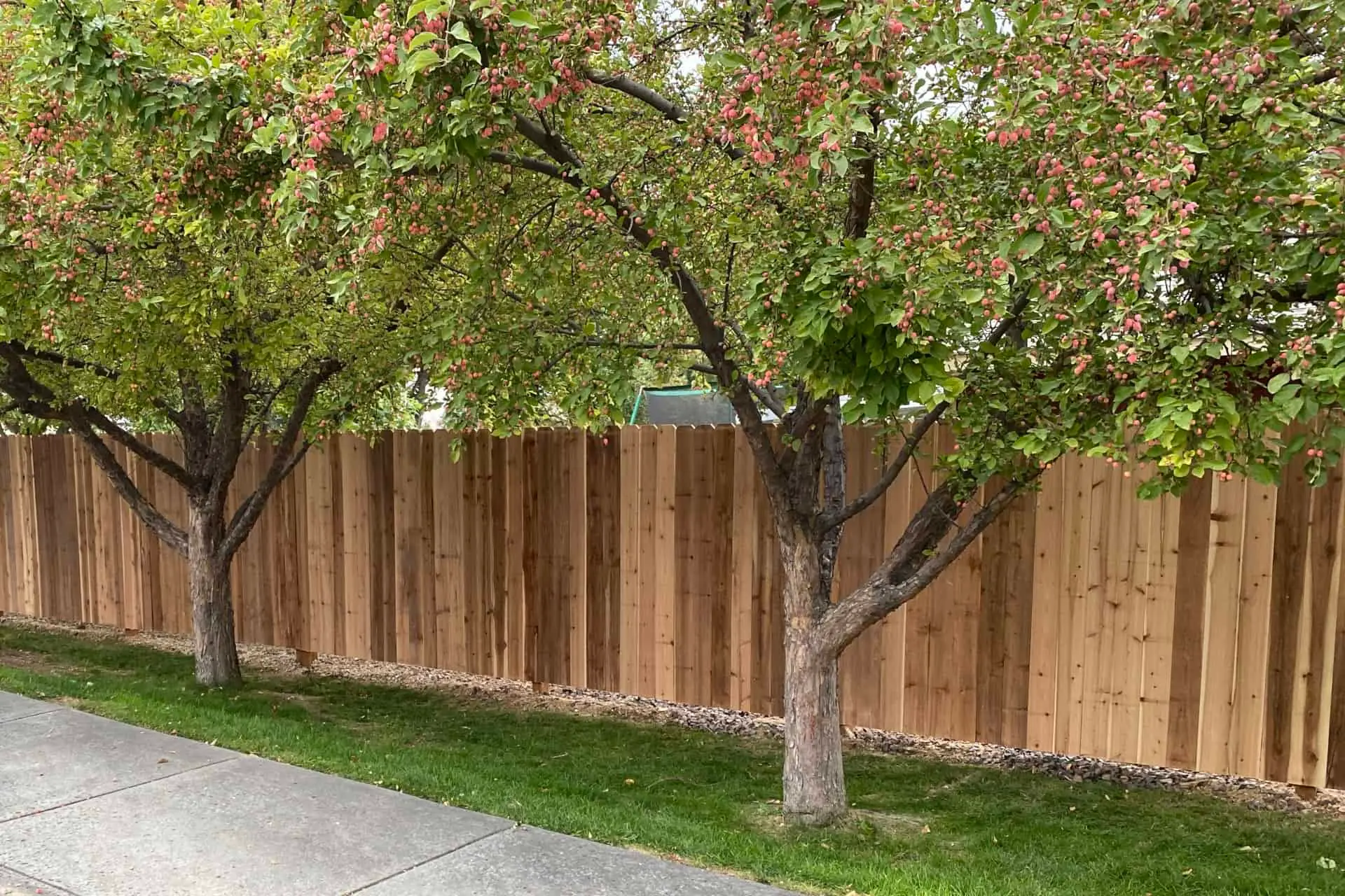 North Dallas Cedar Fence