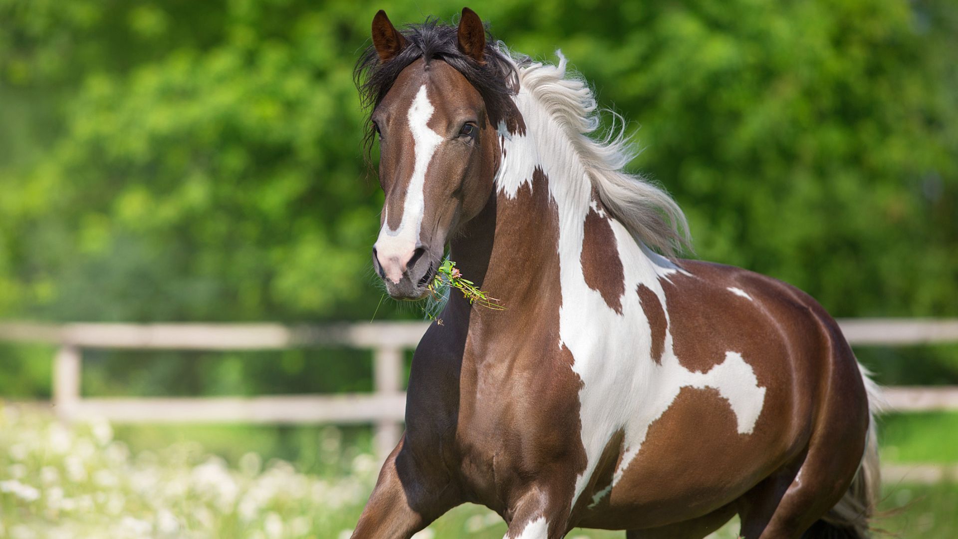 horse fencing installation near me