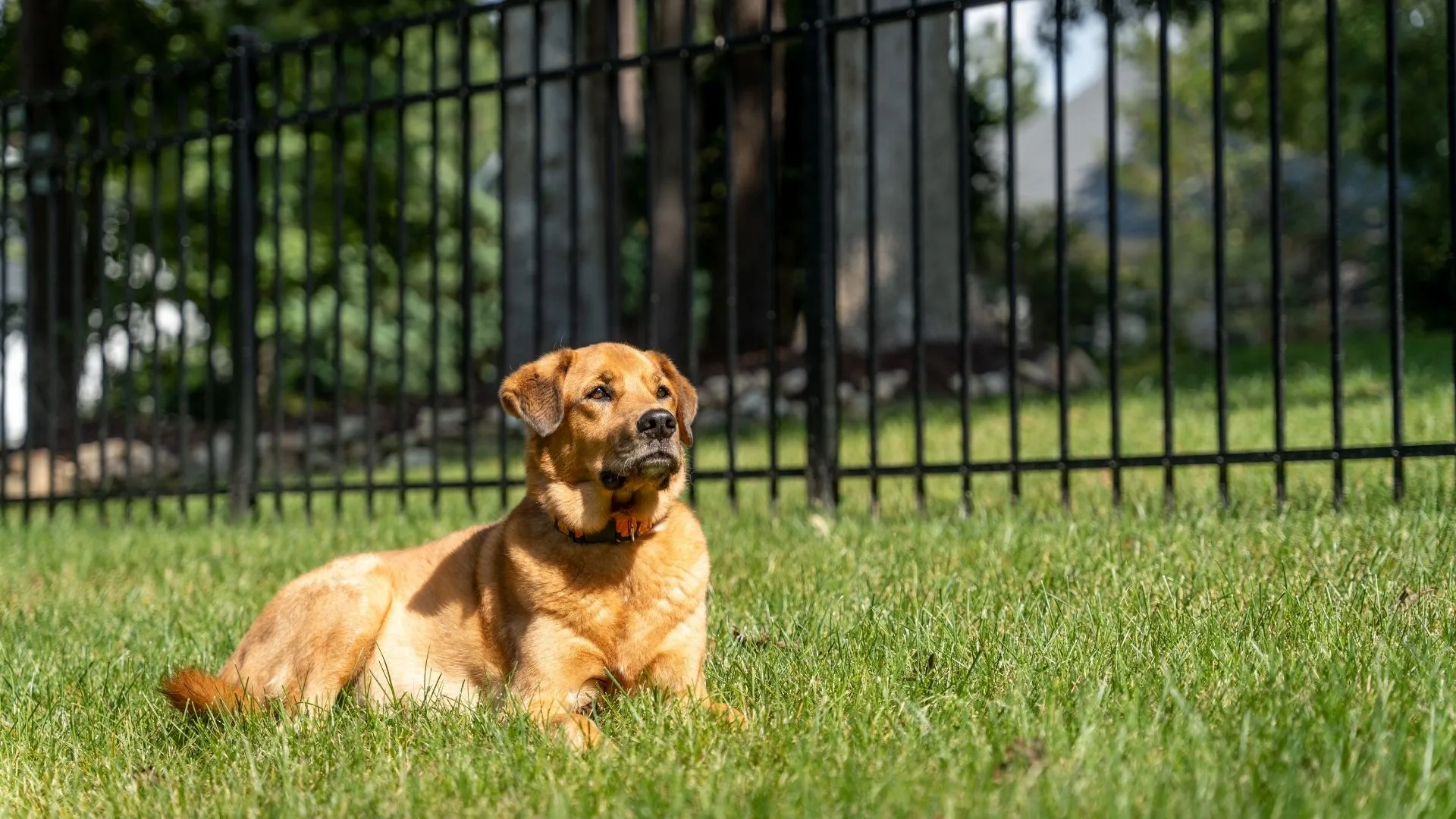 dog-proof fence